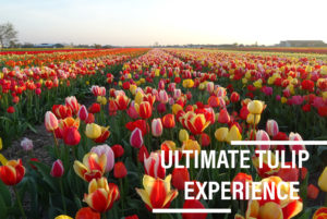 Ultimate Tulip Experience
