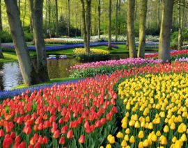 Keukenhof, el jardín de flores más grande en el mundo 20 Marzo 2021 – 9 Mayo 2021