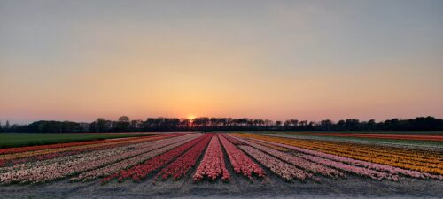 Bollenvelden en ondergaande zon