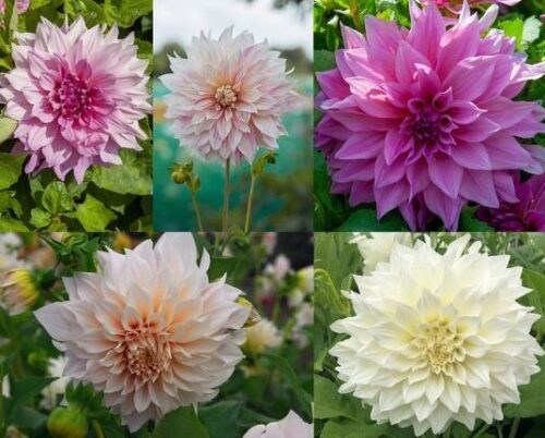 Dahlia bloembollen kopen