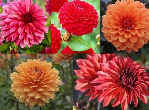 Dahlias kopen