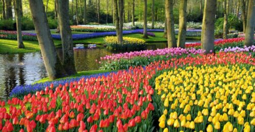 Keukenhof-Lisse