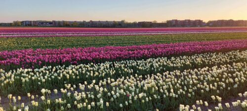 Kleurrijk Tulpenveld in de Bollenstreek