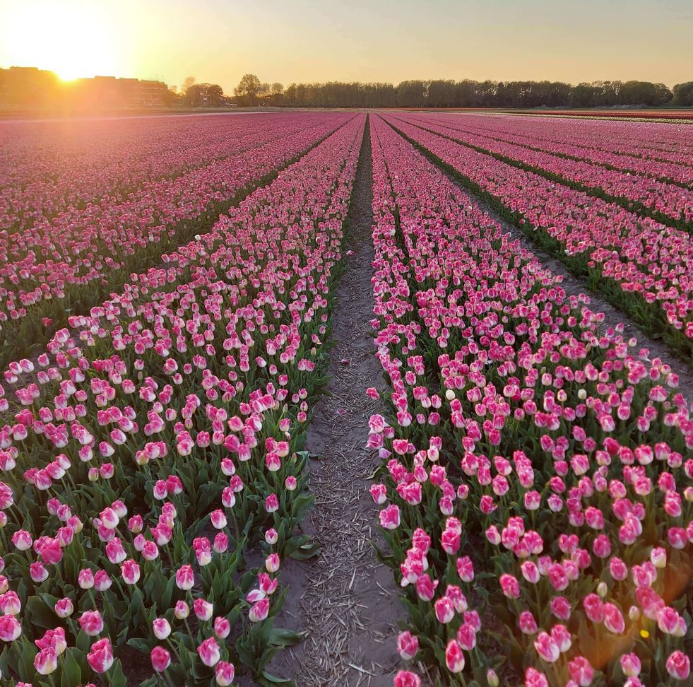 Roze tulpenveld