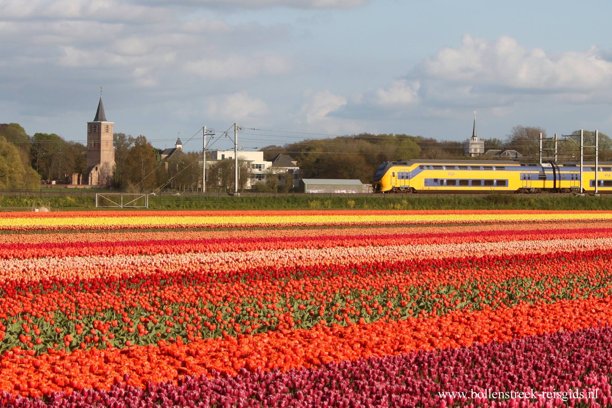 Tulpenvelden bij Warmond