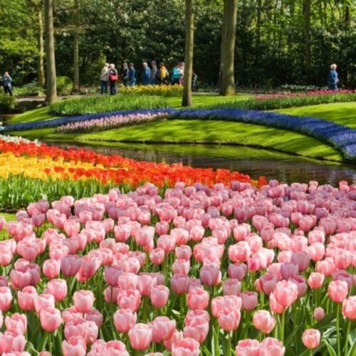 Tulpen in Keukenhof